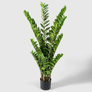 Zamioculcas | Glücksfeder
