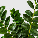 Zamioculcas | Glücksfeder Kunstpflanze ( Pflanze )- KM 231 282 C