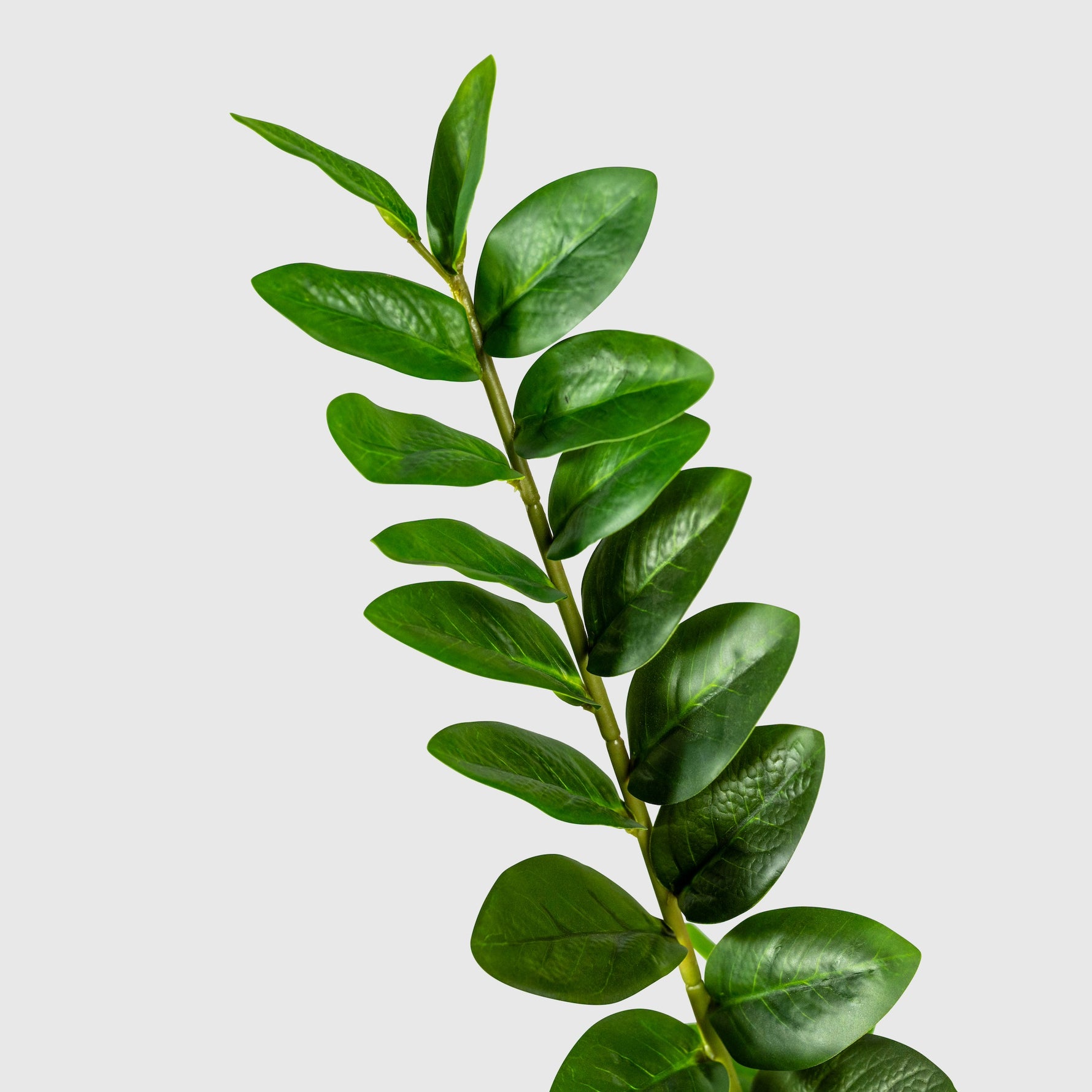 Zamioculcas | Glücksfeder Kunstpflanze ( Pflanze )- KM 231 282 C