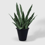 Sanservieria | Bogenhanf Kunstpflanze ( Pflanze )- OH 001 200 456