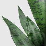 Sanservieria | Bogenhanf Kunstpflanze ( Pflanze )- OH 001 200 456
