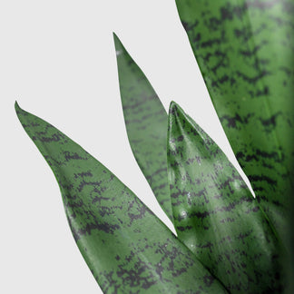 Sansservieria | Chanvre arc de VASANTA