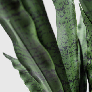 Sansservieria | Chanvre arc de VASANTA