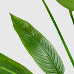 Strelitzie Kunstpflanze ( Pflanze )- OH 010 089