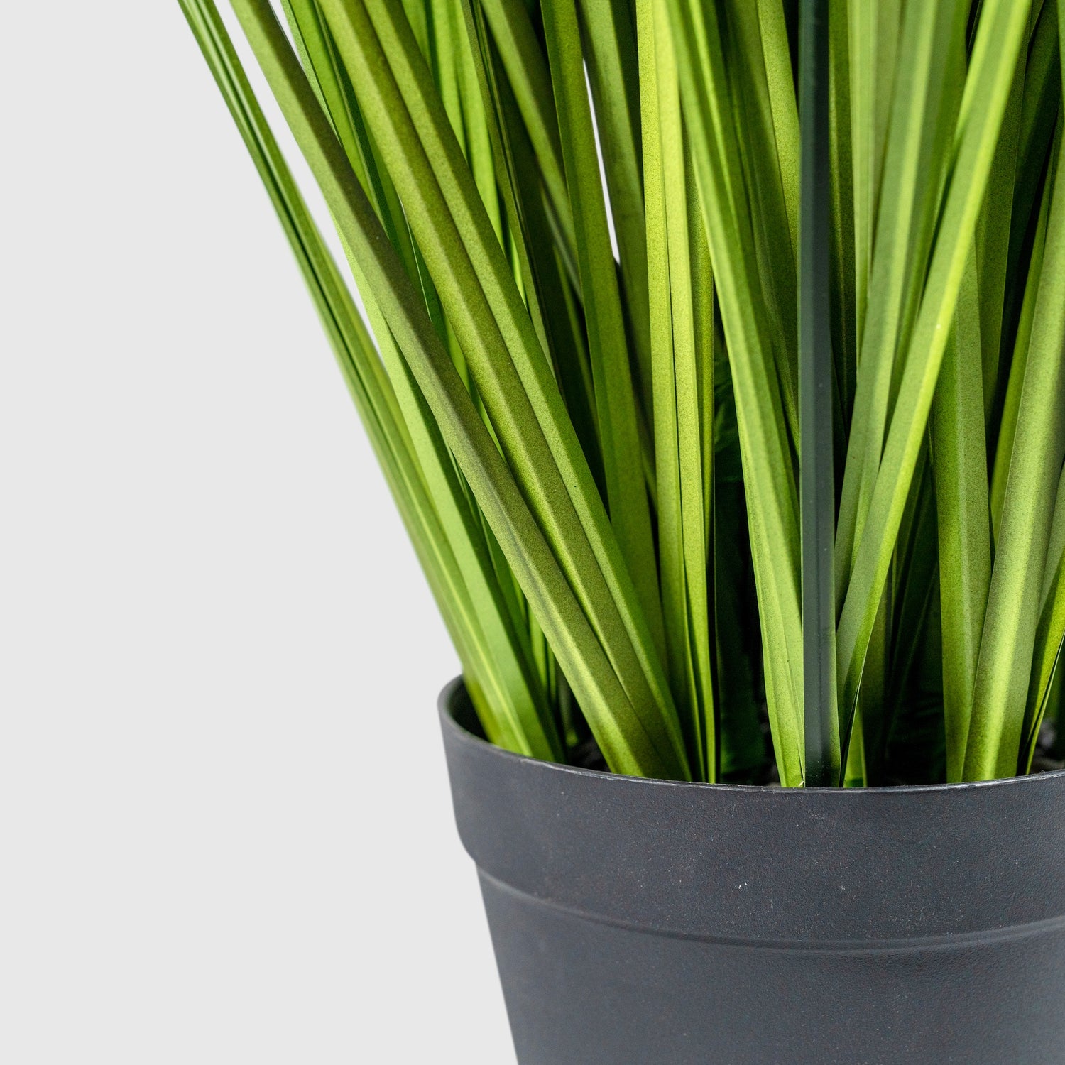 Onion grass