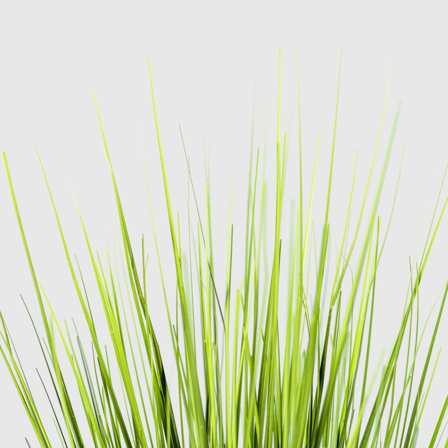 Onion grass