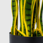 Sanservieria | Bogenhanf Kunstpflanze ( Pflanze )- OH 001 200 456