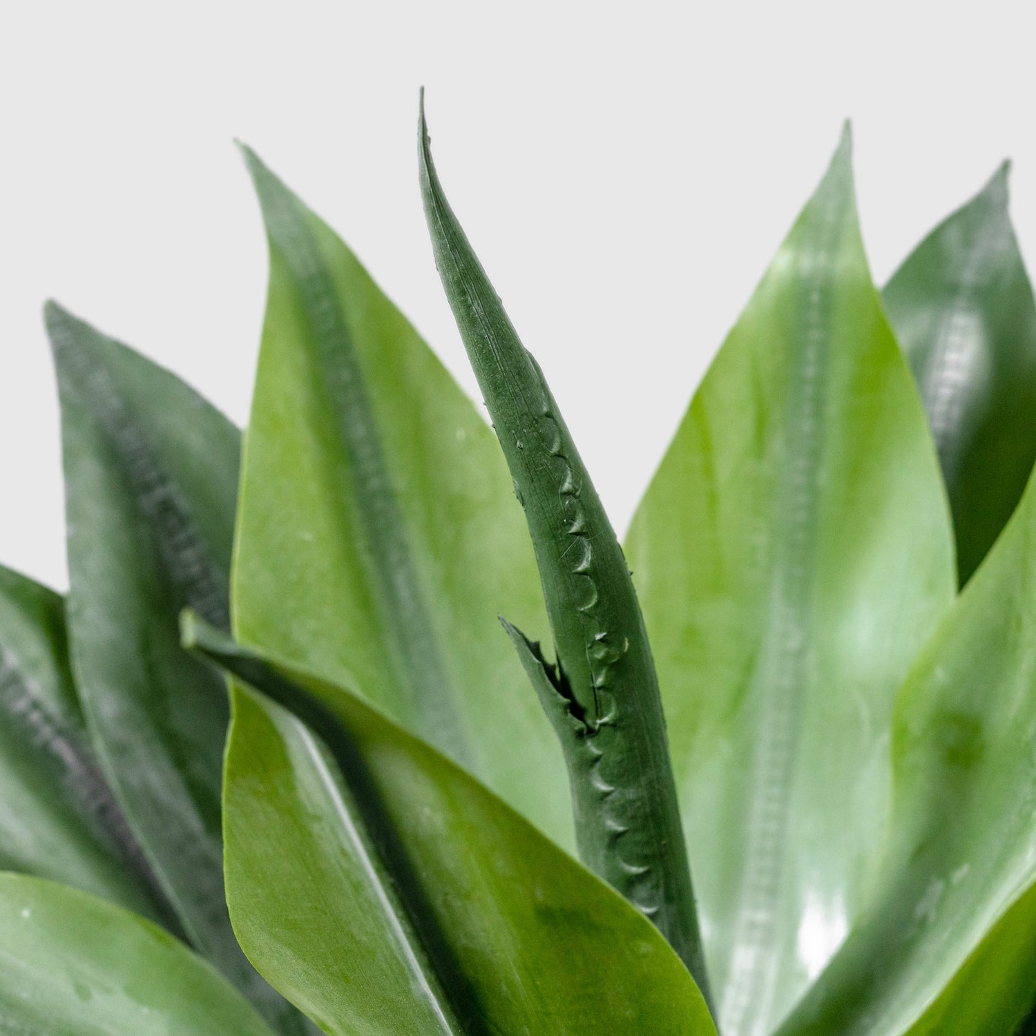 Agave Kunstpflanze ( Pflanze )- OH 189 023