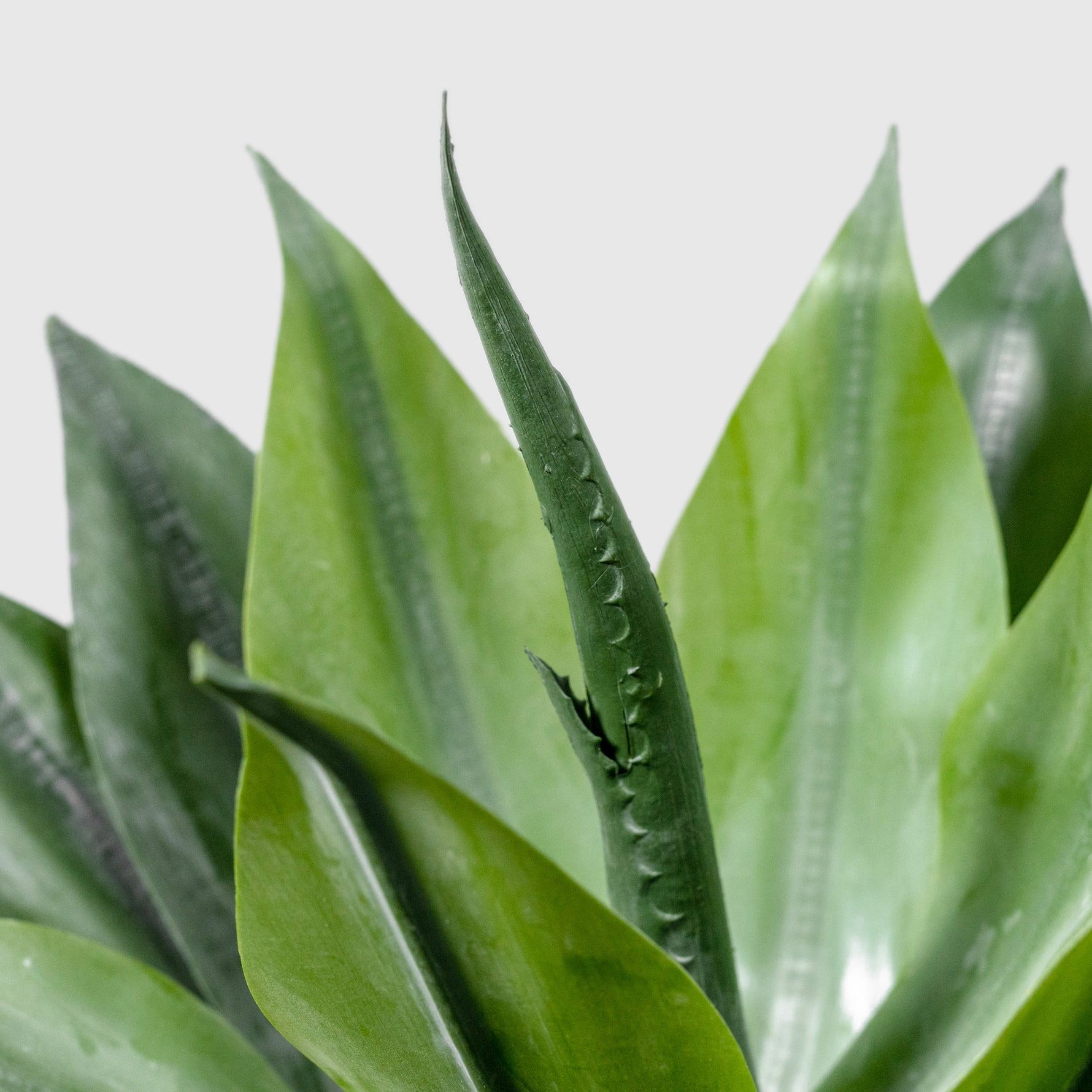Agave Kunstpflanze ( Pflanze )- OH 189 023