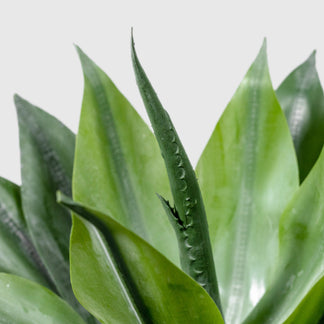 Agave de VASANTA
