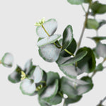 Eukalyptus Kunstpflanze ( Pflanze )- PC 243- 90 A