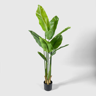 Ravenala | Traveler's Tree from VASANTA