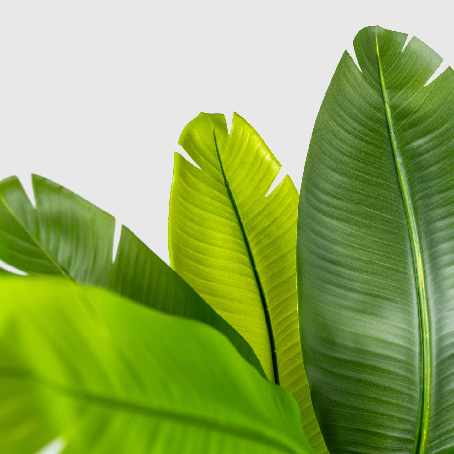 Ravenala | Traveler's Tree from VASANTA