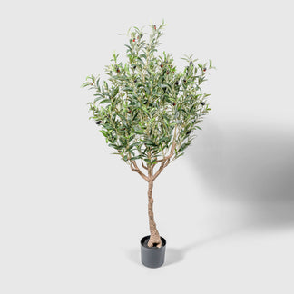 Olivenbaum