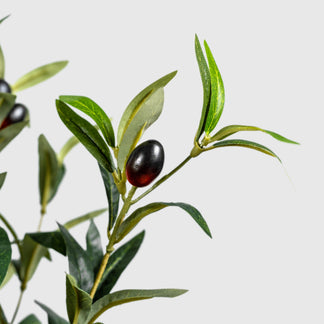 Olivenbaum