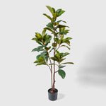 Magnolienbaum Kunstpflanze ( Pflanze )- PC 168-150 A