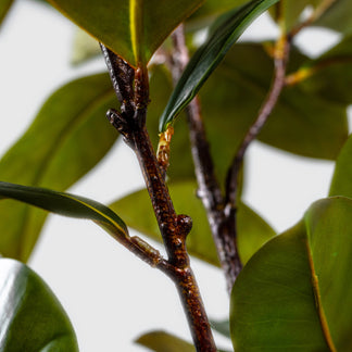 Magnolia de VASANTA