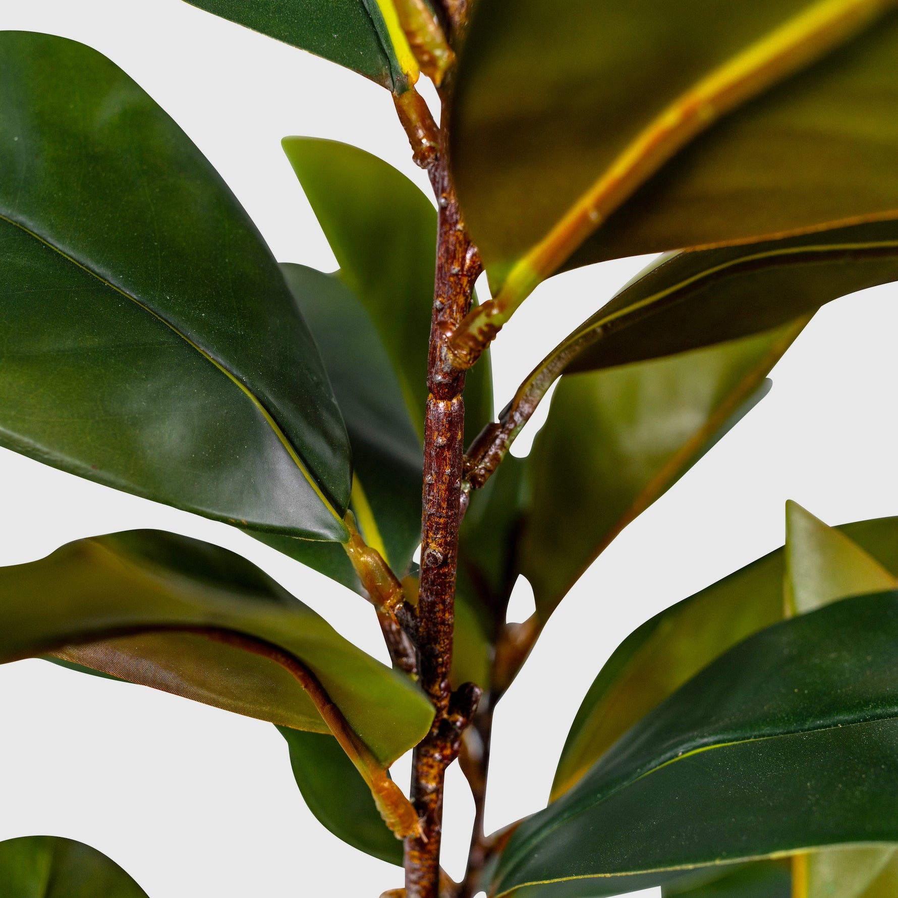 Magnolienbaum Kunstpflanze ( Pflanze )- PC 168-150 A
