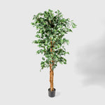 Ficus Benjamini Kunstpflanze ( Pflanze )- 23STP227221