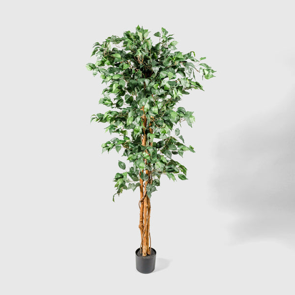 Ficus Benjamini Kunstpflanze ( Pflanze )- 23STP227221