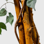 Ficus Benjamini Kunstpflanze ( Pflanze )- 23STP227221