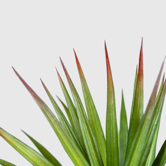 Dragonnier | Dracaena de VASANTA