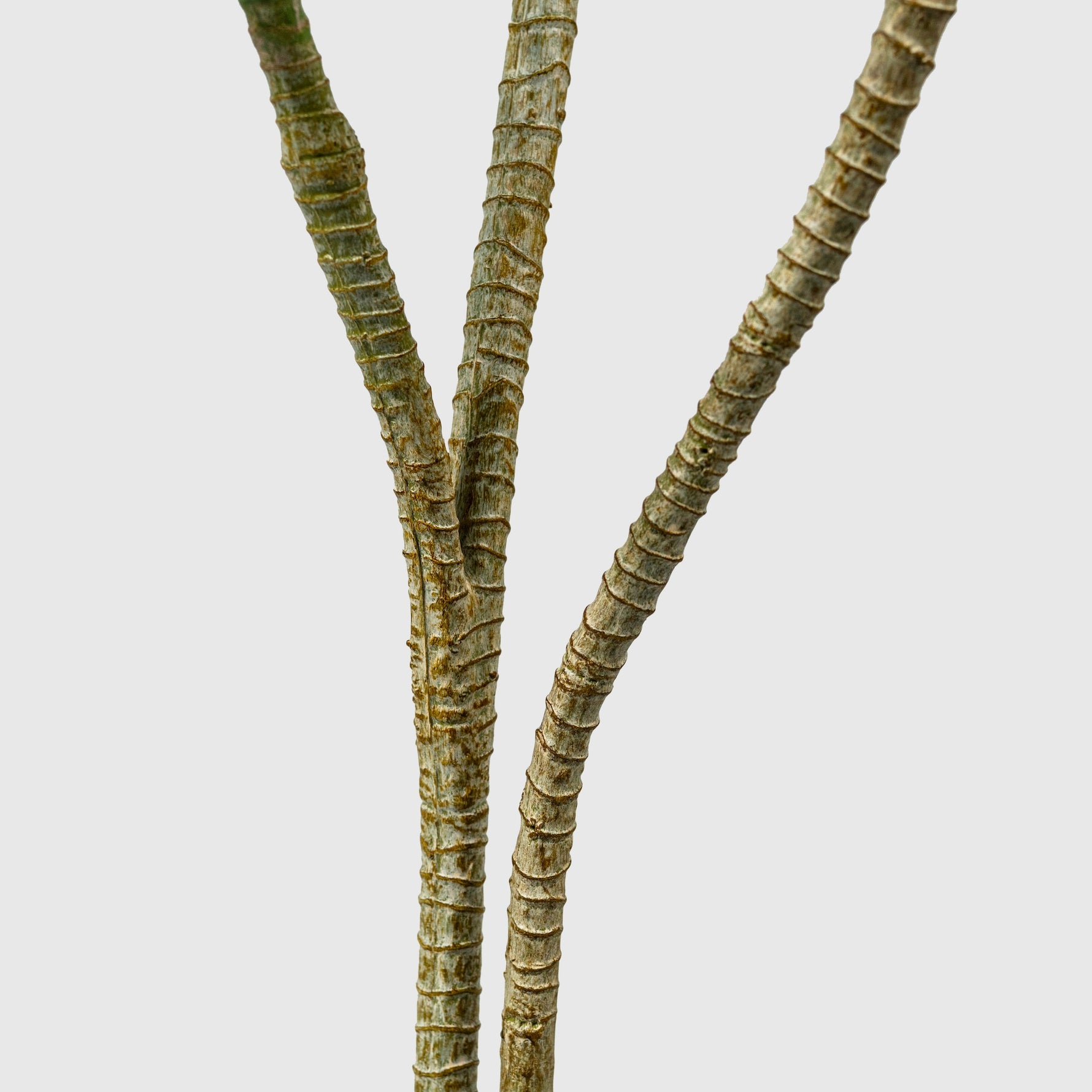 Drachenbaum | Dracaena Kunstpflanze ( Pflanze )- PC 205-150 A