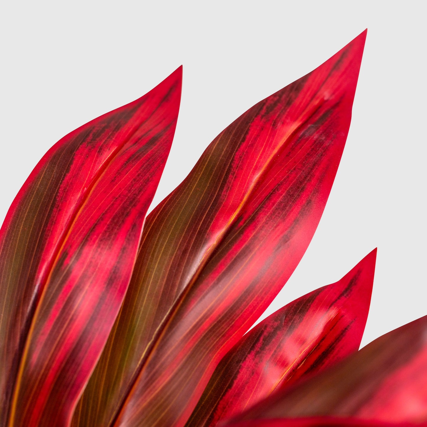 Lys massue de VASANTA