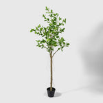 Ficus Kunstpflanze ( Pflanze )- PC 229-150 A