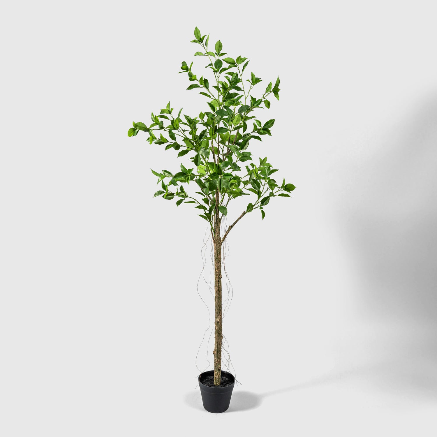 Ficus Kunstpflanze ( Pflanze )- PC 229-150 A