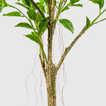 Ficus Kunstpflanze ( Pflanze )- PC 229-150 A
