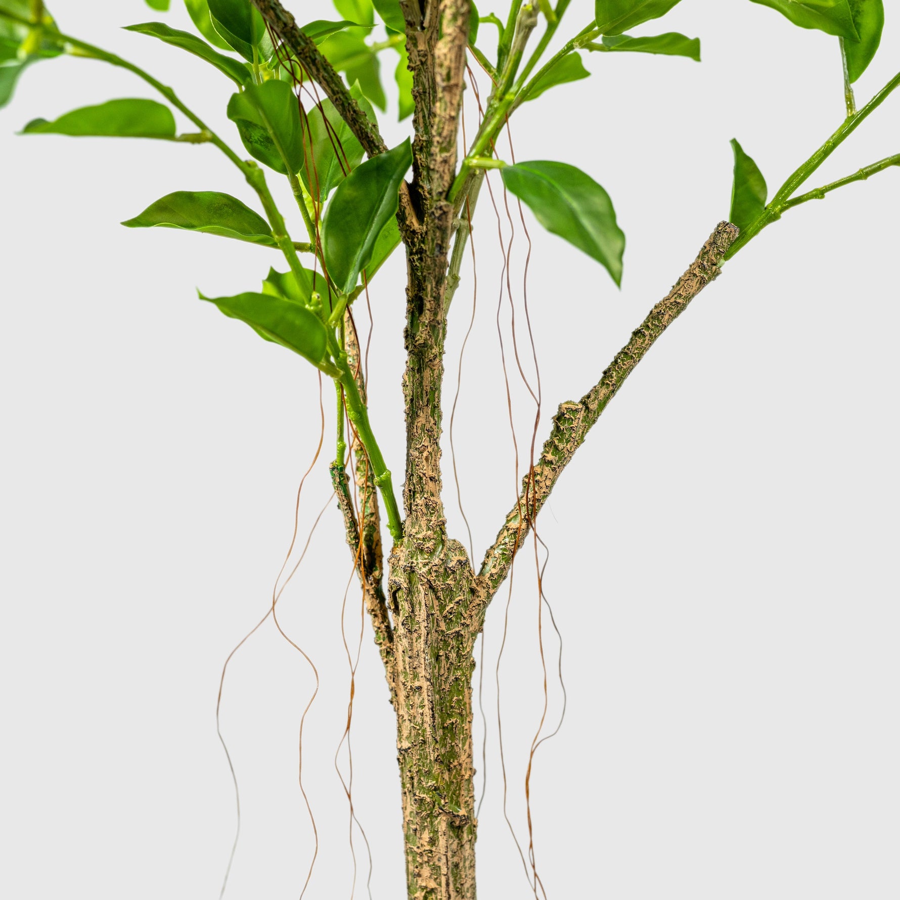 Ficus Kunstpflanze ( Pflanze )- PC 229-150 A
