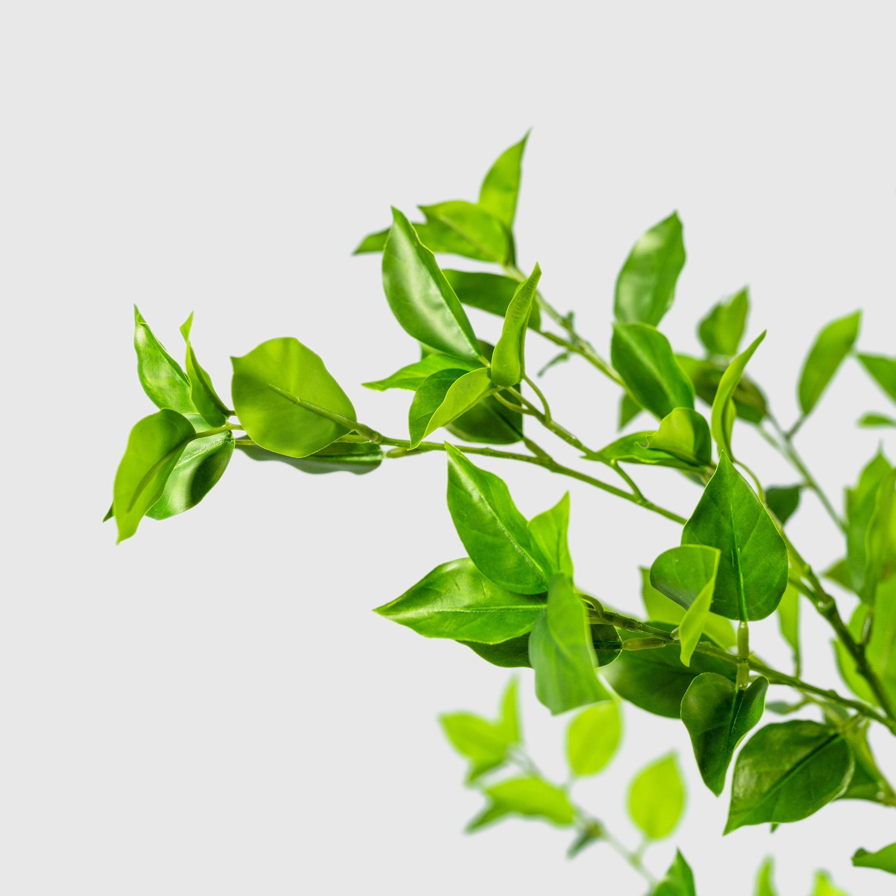 Ficus Kunstpflanze ( Pflanze )- PC 229-150 A