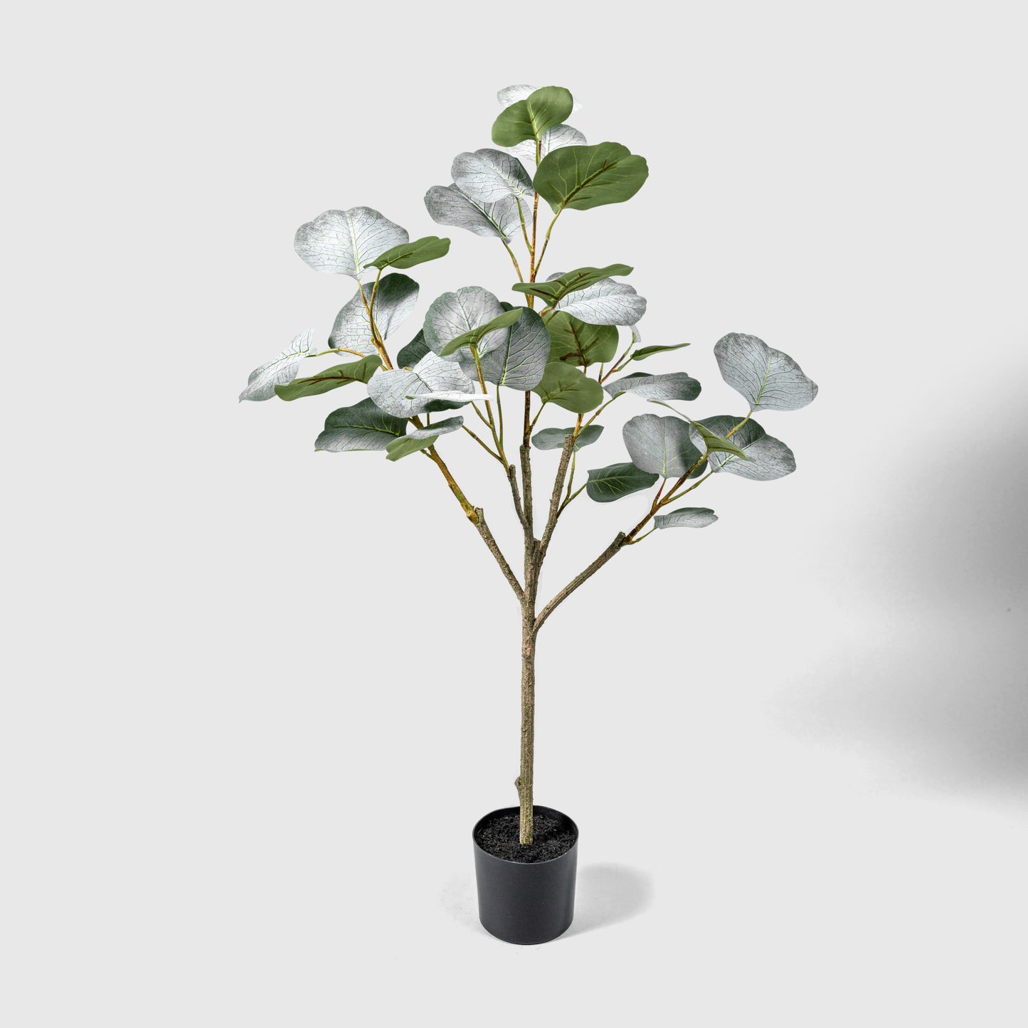 Eucalyptus de VASANTA