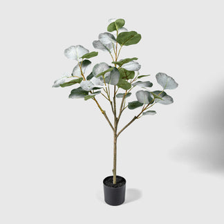 Eucalyptus de VASANTA